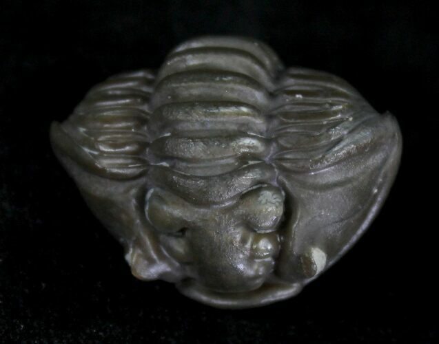 Enrolled Flexicalymene Trilobite From Ohio #20968